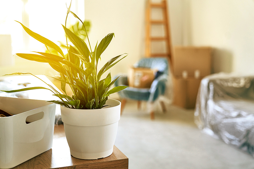 Ein Raum mit Kartons und Möbeln. Im Vordergrund steht eine Zimmerpflanze.