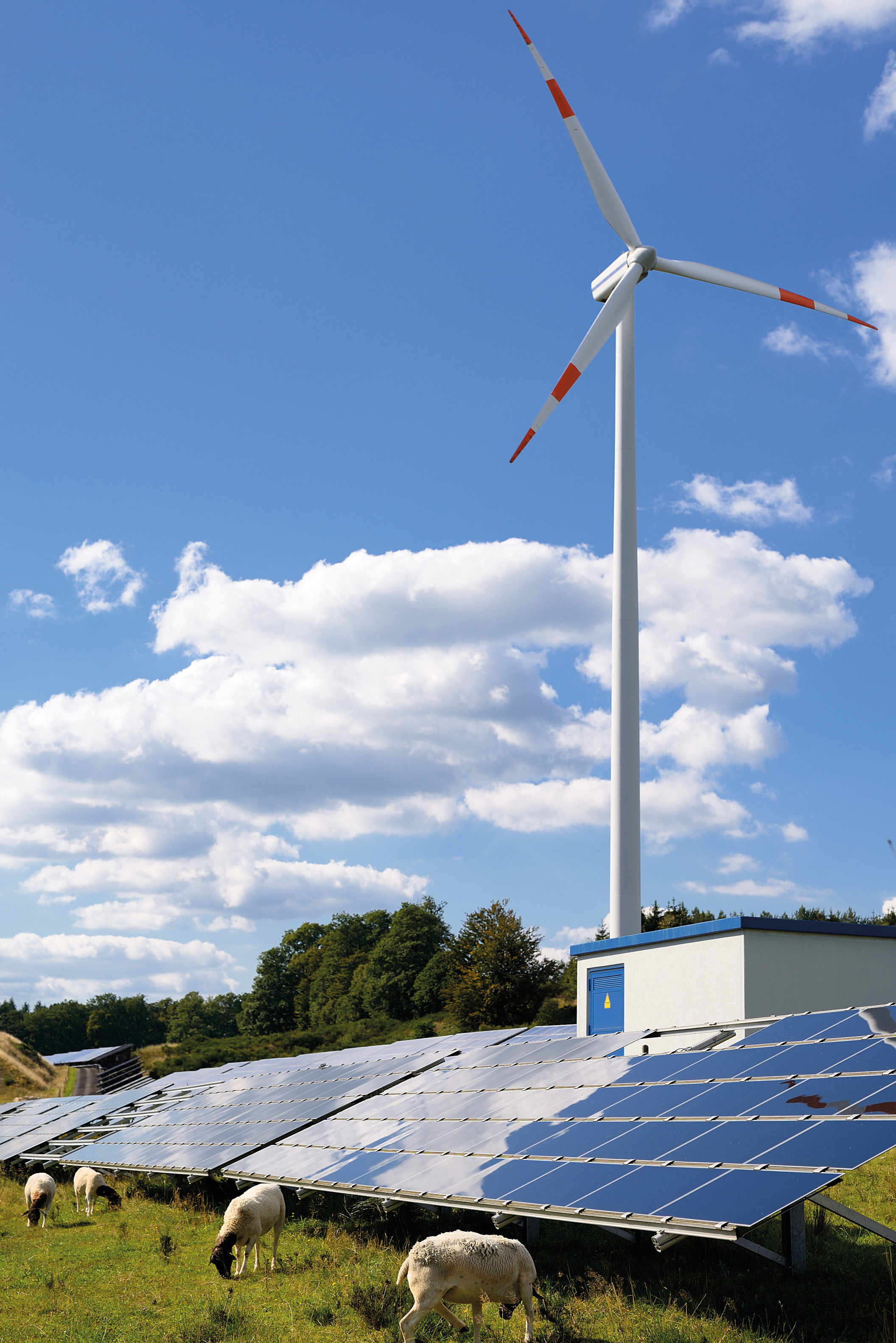 Solaranlage und Windräder, im Vordergrund Schafe
